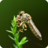 Noteworthy Natives Network icon