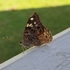 Biodiversity of Walker County, TX icon