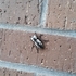 Biodiversity of DeWitt County, TX icon
