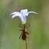 Great Southern Bioblitz 2025 -Northern Rivers NSW. Australia icon