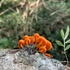 Fungi of Roane County WV icon