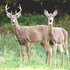 Animals of Roane County WV icon