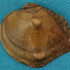 Mussels of Washtenaw icon