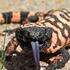 Herpetology in Maricopa County icon