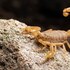Entomology in Maricopa County icon