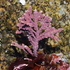 2026 California Seaweeds Survey icon