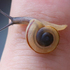 Land Snails of Southern New Mexico icon