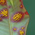 Biosecurity Week 2025 icon