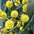 Wattles of Australia icon