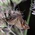 Minnesota Moths icon