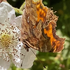 Bay Area Butterflies icon