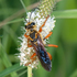 Minnesota Wasps icon