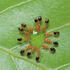 ANTS OF MAHARASHTRA icon