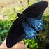 California Pipevine Swallowtail Project icon