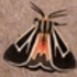 Lepidoptera of Alachua County, Florida icon