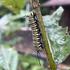 Hunter Park Creek Study and BioBlitz icon