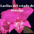 Laelias del estado de Hidalgo icon