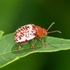 Minnesota Beetles icon