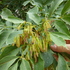Flora Sierra de Mariola icon