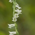 Wild Orchids of the Atlantic Northeast icon