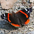 Butterflies of Eastern Shore, Lake Michigan icon