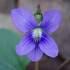 Native Plants of Eastern Shore, Lake Michigan icon