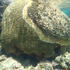 Damaged, Diseased and Bleached Corals of Cayman icon