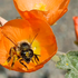 Bees of Maricopa County icon