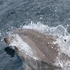 Cetaceos del Mediterráneo icon