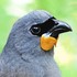 Possible encounter with a South Island kōkako icon