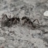 Mrówki - Górnośląski Okręg Przemysłowy icon