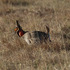 Fall 2025 All taxa Biological Inventory of the Greater Lubbock Area icon