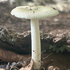 Mushrooms of Northeastern PA (NEPA) icon
