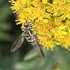 Pokémon-Go but it’s Lincoln NE insects. icon