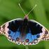 butterflies and moths of discovery icon