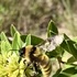 Wild Women Mini Bio Blitz icon