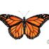 1er BioRegistro Otoño Mariposa Monarca "Por la Ruta del Mayab" icon