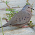 The Birds of Barbados icon
