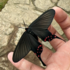 山东鳞翅目 Lepidoptera of Shandong icon