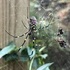 Paulding County Joro Spider BioBlitz icon