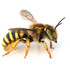 New Mexico Bee Atlas icon