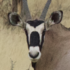 Faunal Biodiversity of Namibia icon