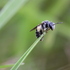 Abeilles solitaires du LOT (46) icon