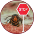 Vespa velutina icon