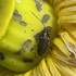 2026 Florida - Georgia iNaturalist City Nature Challenge icon