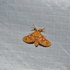 Moths of Cameroon icon
