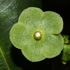 Apocynaceae de Puerto Rico icon