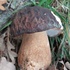 Pilze im Naturpark Neusiedler See-Leithagebirge icon