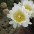 NEMBA Category 1a (Flora)(South Africa) icon