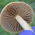 Jepson Prairie Fungal Diversity Survey 2025-2026 icon
